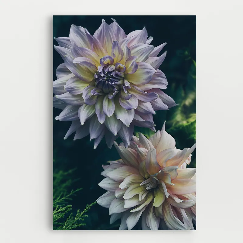 Leinwandbild Dahlia Flowers Jetzt Kaufen