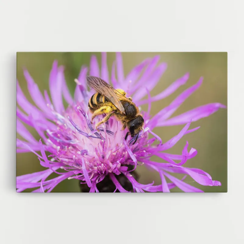 Leinwandbild Flower Bee Jetzt Kaufen