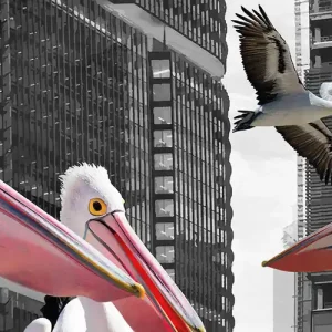 Super-Preis Digitale Kunst: "Pelikane", U. Fehrmann, Edition, signierter Kunstdruck
