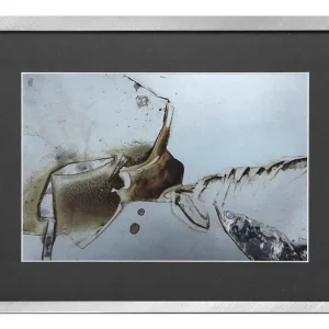 Sonderangebot Grafik/Fotodruck, Dirk Hille: "Insecta"