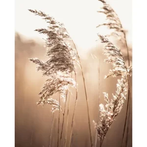 Top-Angebot Sonnenlicht Schilf Poster