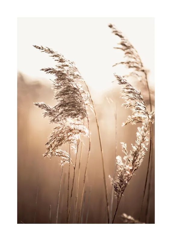 Top-Angebot Sonnenlicht Schilf Poster