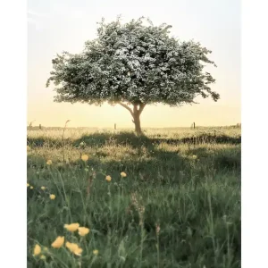 Blühender Baum Poster Angebot