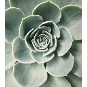 Zertifiziert Flower Cactus Poster