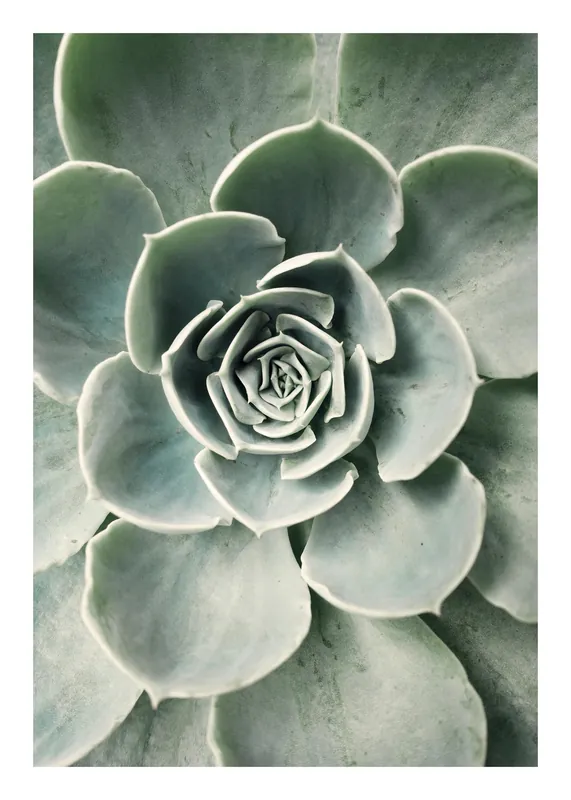 Zertifiziert Flower Cactus Poster