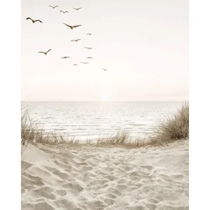 Kracherpreis Vögel am Strand Poster
