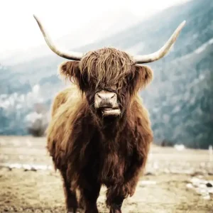Zertifiziert Highland Cow Poster