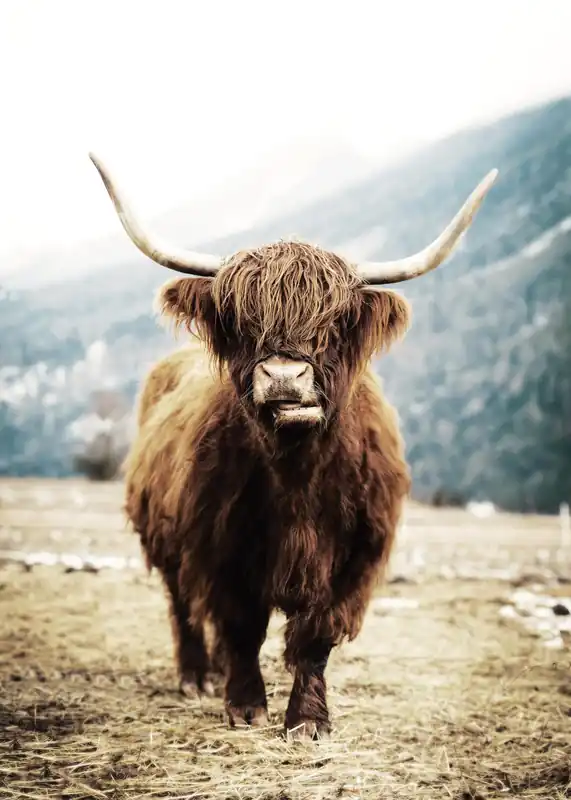 Zertifiziert Highland Cow Poster