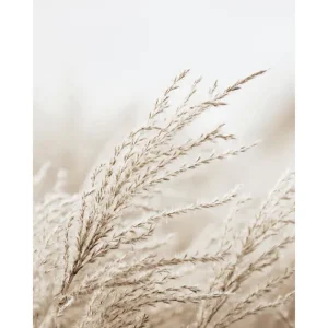 Abverkauf In the Reeds