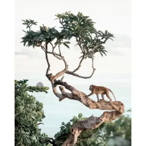 Affe im Baum Poster Online Kaufen