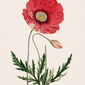 Nur Für Kurze Zeit Klatschmohn Vintage Illustration Poster