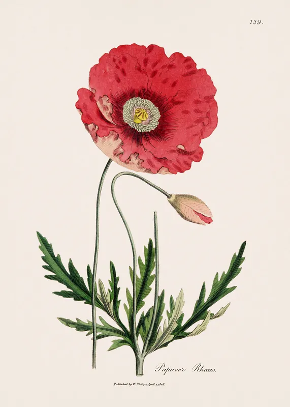 Nur Für Kurze Zeit Klatschmohn Vintage Illustration Poster