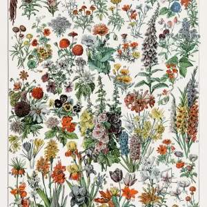 Sofort Bestellen Vintage Illustration von Blumen Poster