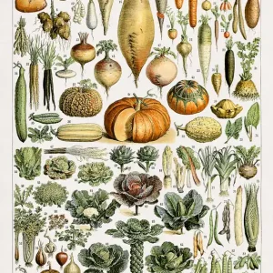Sonderangebot Vintage Gartengemüse Illustration Poster