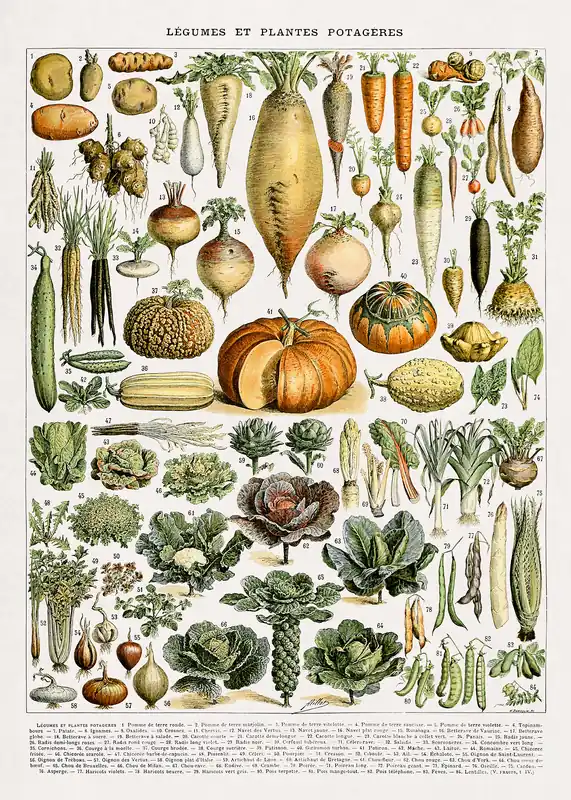 Sonderangebot Vintage Gartengemüse Illustration Poster