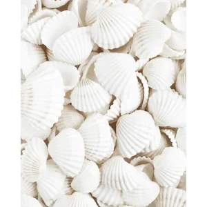 Zertifiziert Weiße Muscheln Poster
