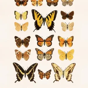 Aktuell Jardin des Papillons Poster