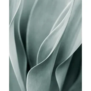 Agave leaves Poster Top-Preis