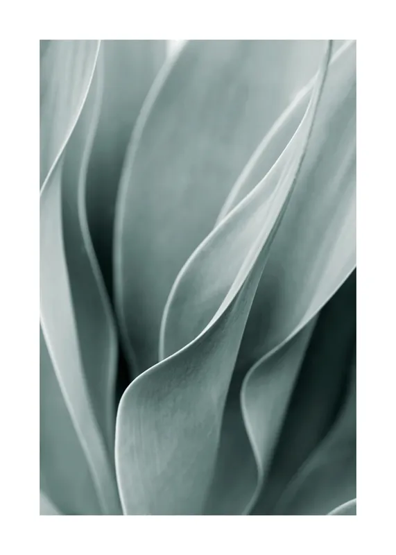 Agave leaves Poster Top-Preis