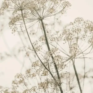 Zertifiziert Trockenblumen Poster
