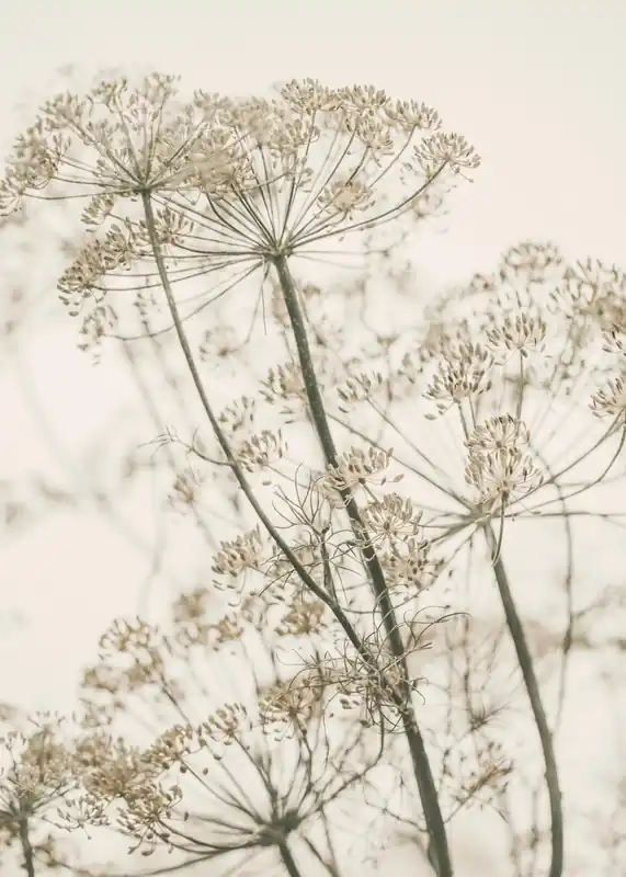 Zertifiziert Trockenblumen Poster