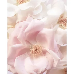 Zartrosa Rose Poster Bestpreis