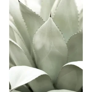Agave Pflanzenposter Neue Kollektion