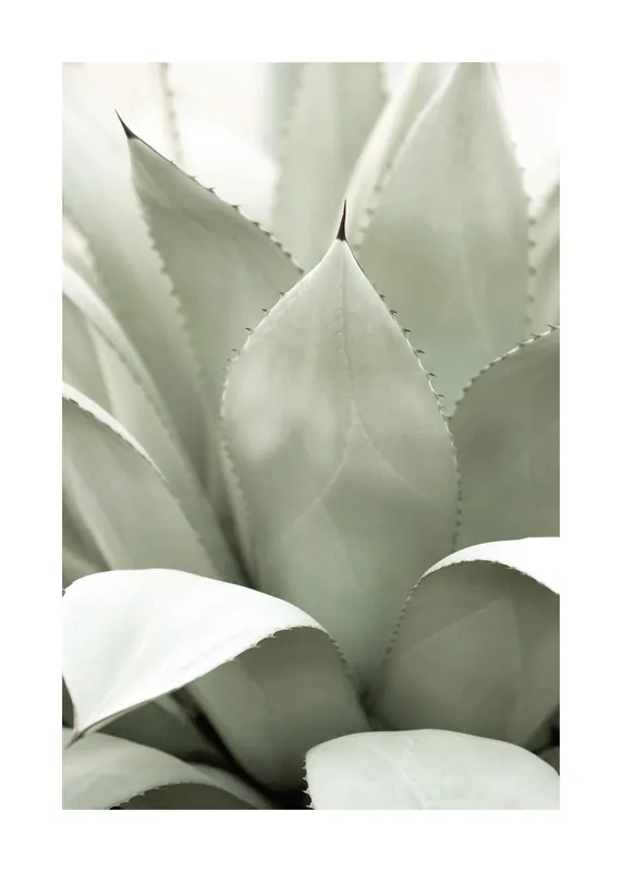 Agave Pflanzenposter Neue Kollektion
