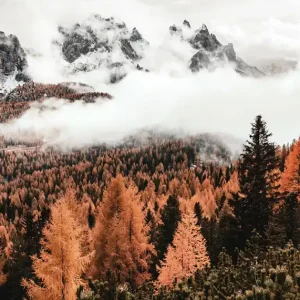 Wolken über dem Wald Poster Sofort Bestellen
