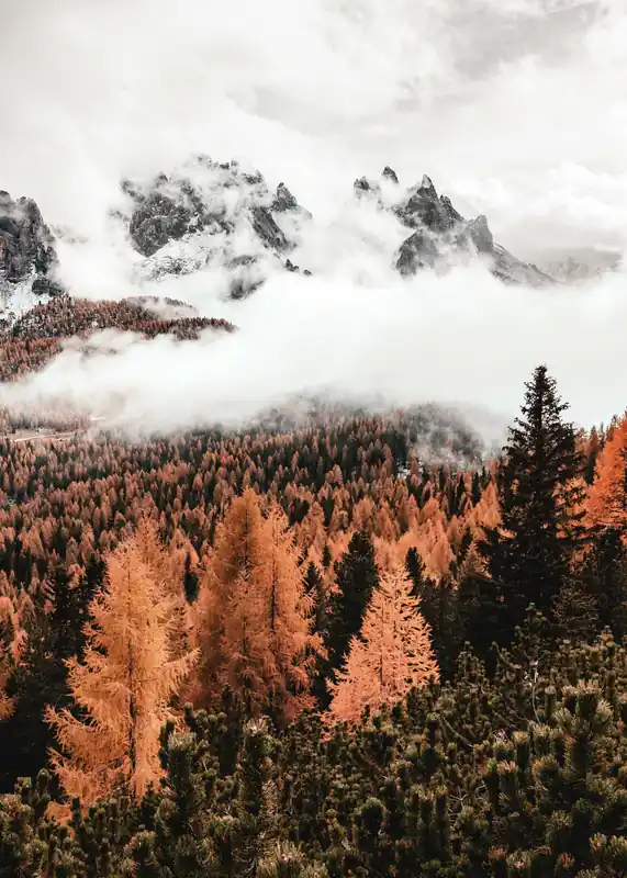 Wolken über dem Wald Poster Sofort Bestellen