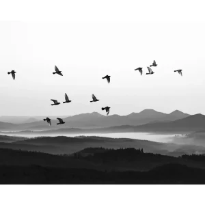 Aktuell Vogelsilhouetten Poster