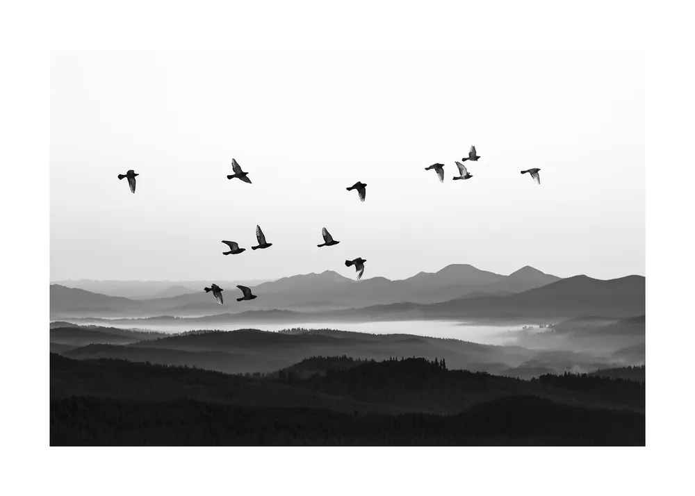 Aktuell Vogelsilhouetten Poster