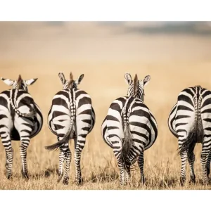 Zebras Poster Abverkauf