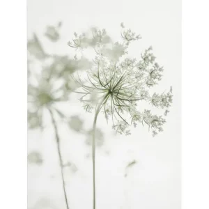 Zarte weiße Blumen leinwand Garantierte Lieferung