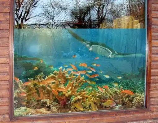 Korallenriff Fisch Set Fensterfolie Gratis Versand