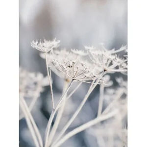 Zertifiziert Frozen Flower Leinwandbild