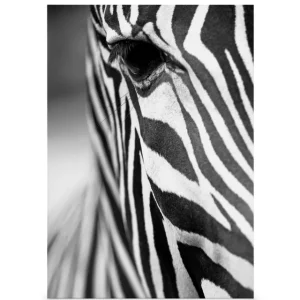 Zebra Nahaufnahme Leinwandbild Sichere Zahlung