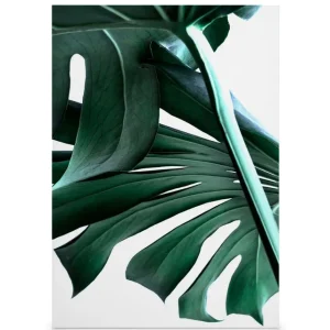 Aktuell Große Monstera No.2 Leinwandbild