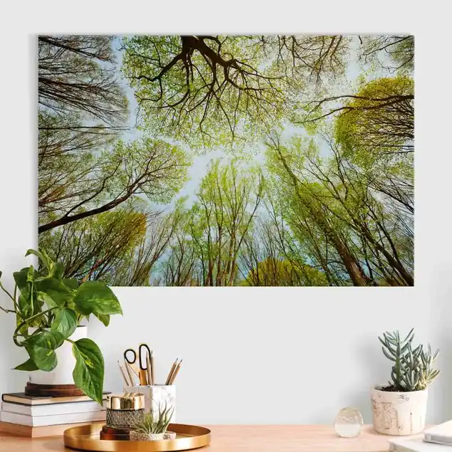 Blick in Baumkronen                               Akustikbild • 4 cm Massivholz-Keilrahmen • effektiver Akustikabsorberkern • für angenehme Raumakustik • gefertigt in Deutschland Angebot