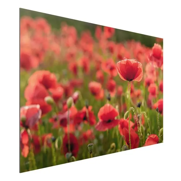 Bestpreis Mohnfeld im Sonnenlicht Alu-Dibond Outdoor Bild