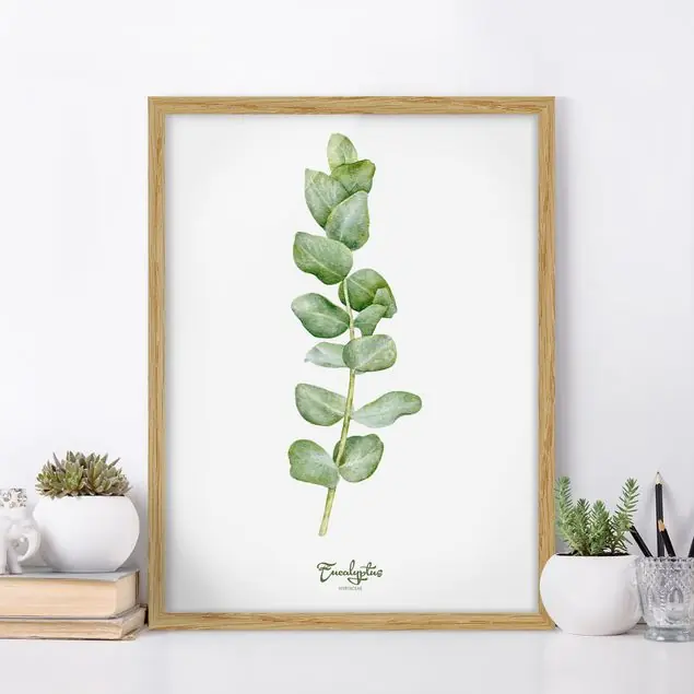 Aquarell Botanik Eukalyptus Bild mit Rahmen in Manufakturqualität • Eiche naturbelassen • inkl. Rahmung von Hand • Made in Germany Kostenfreie Lieferung