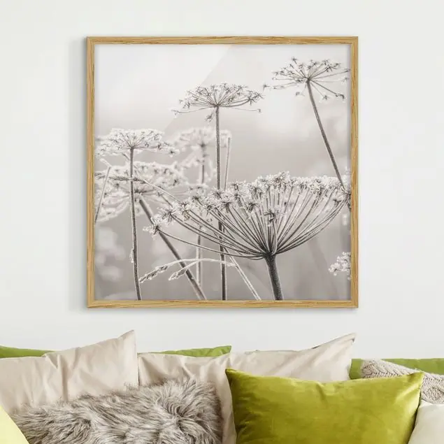 Doldenblüten im Frost Bild mit Rahmen in Manufakturqualität • Eiche naturbelassen • inkl. Rahmung von Hand • Made in Germany Beliebt