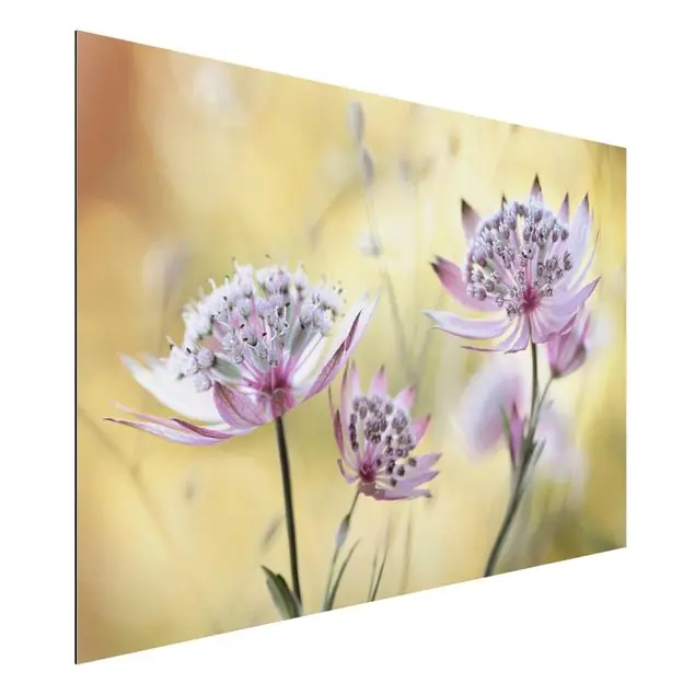 Astrantia Major Alu-Dibond Outdoor Bild Nur Heute