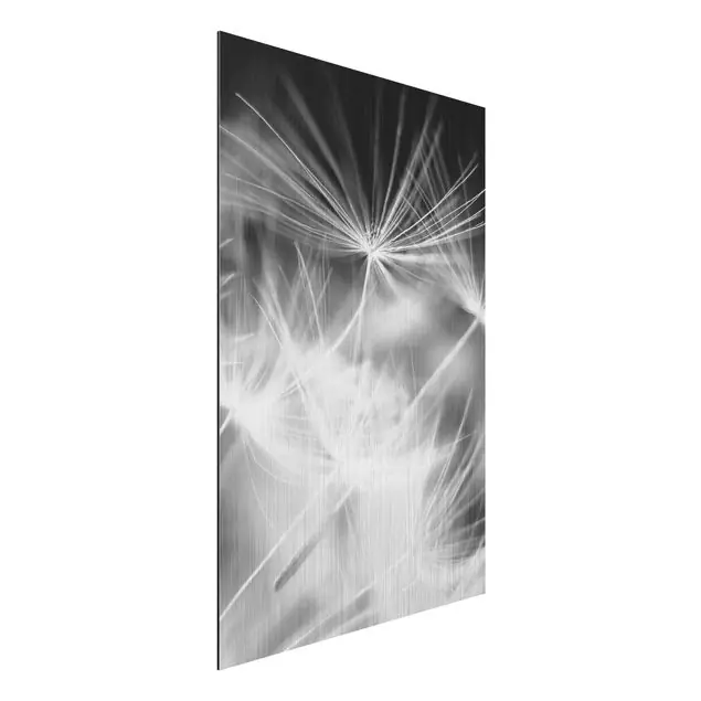 Bewegte Pusteblumen Nahaufnahme auf schwarzem Hintergrund Alu-Dibond Outdoor Bild Bestseller