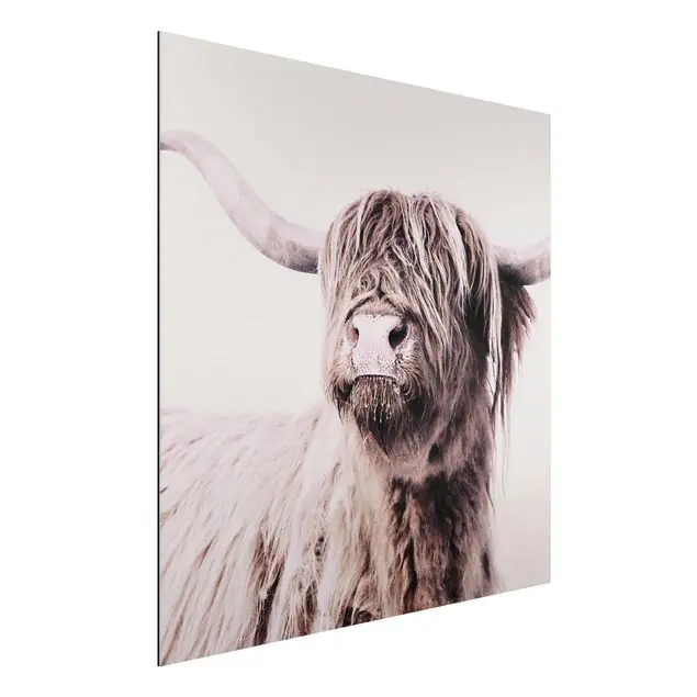 Heißes Angebot Hochlandrind Frida in Beige Alu-Dibond Outdoor Bild