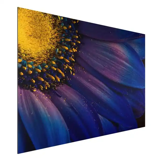 Mega-Angebot Blaue Gerberablüte Alu-Dibond Outdoor Bild