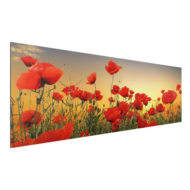 Mohnblumenfeld im Sonnenuntergang Alu-Dibond Outdoor Bild Preisreduziert