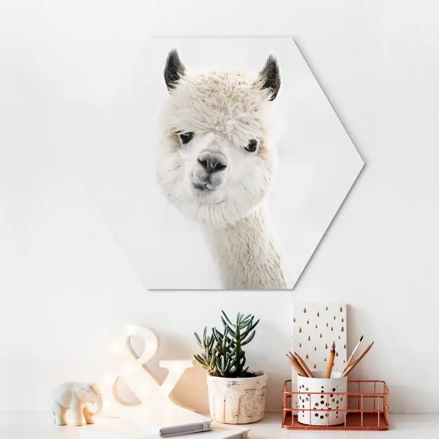 Alpaka Portrait Hexagon-Alu-Dibond Bild Nur Heute