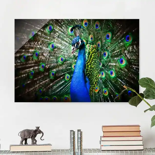 Edler Pfau Glasbild - Querformat Kostenloser Versand