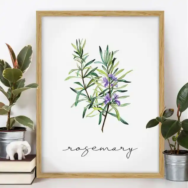 Kräuter Illustration Rosmarin Bild mit Rahmen in Manufakturqualität • Eiche naturbelassen • inkl. Rahmung von Hand • Made in Germany Meistverkauft